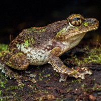 Pseudophilautus cavirostris Gunther 1869